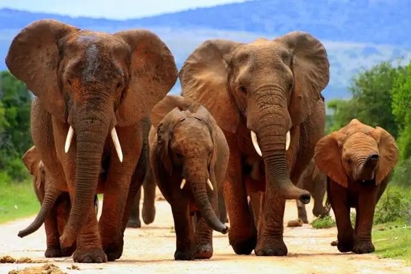Africa Wild Tour